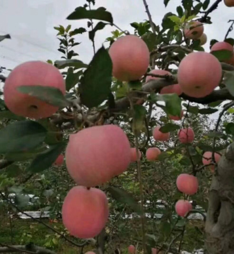 秋富苹果