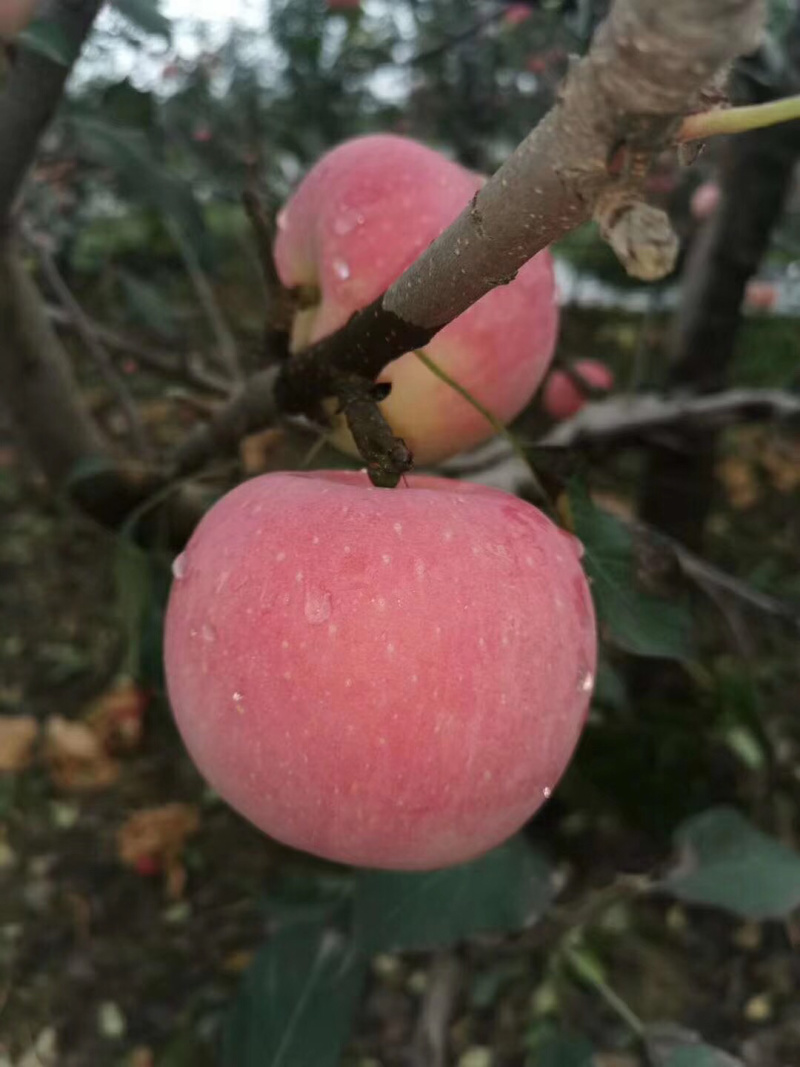 秋富苹果