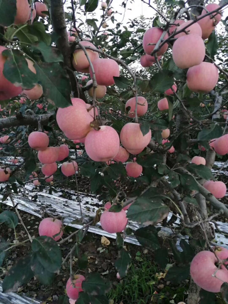 秋富苹果