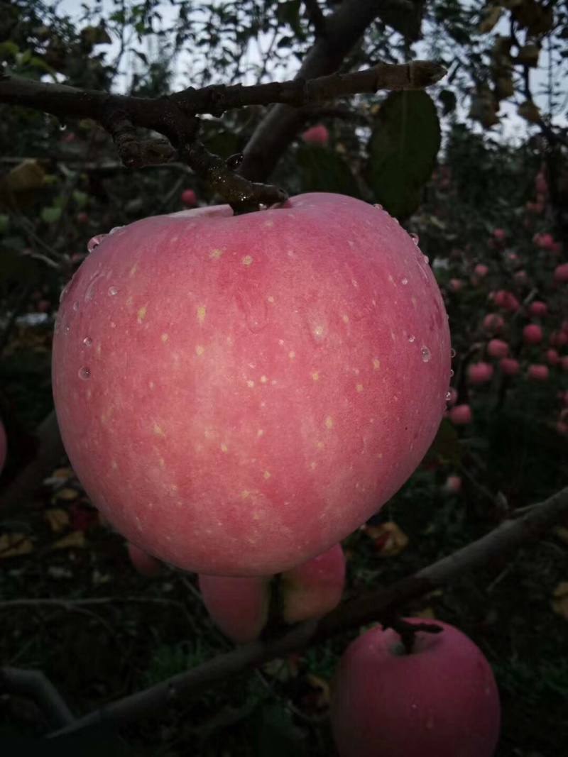 秋富苹果