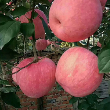 秋富苹果