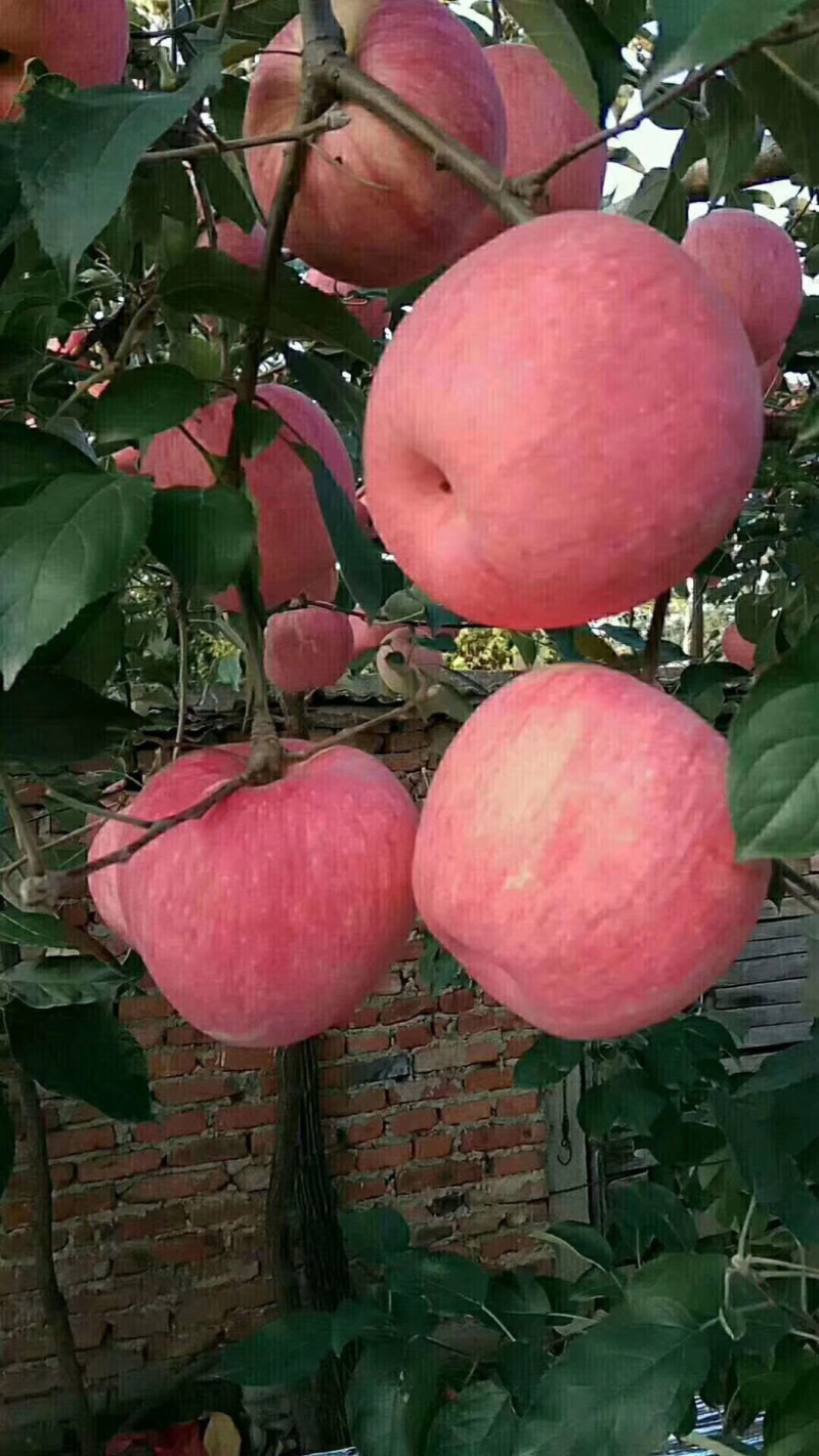 秋富苹果