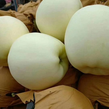 绥中黄元帅，果行好，皮毛价格美丽，一手货源，生超专供