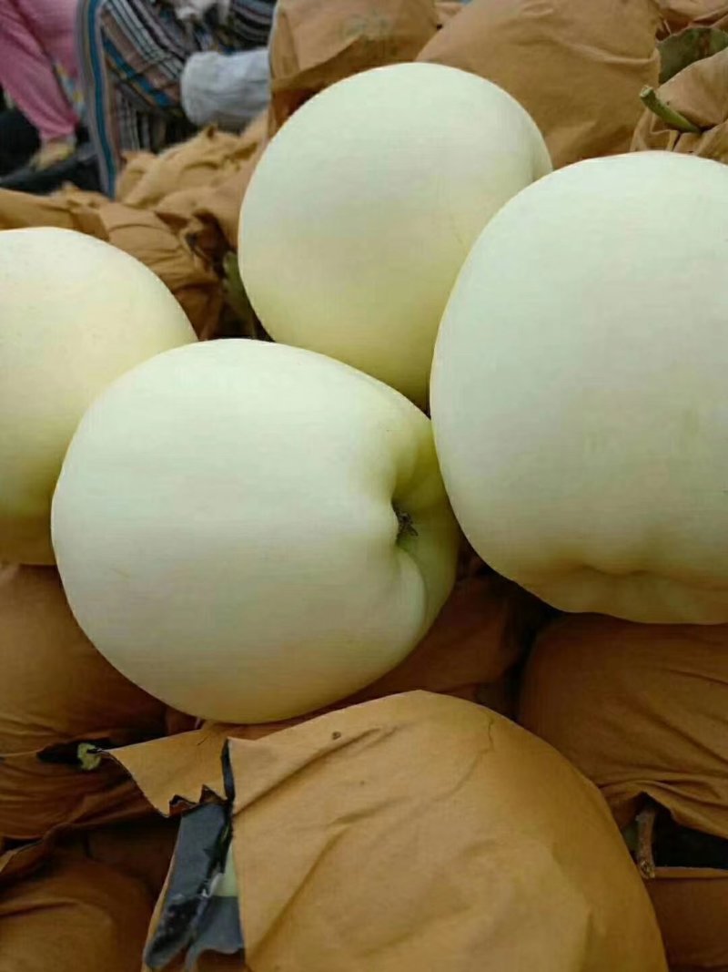 绥中黄元帅，果行好，皮毛价格美丽，一手货源，生超专供