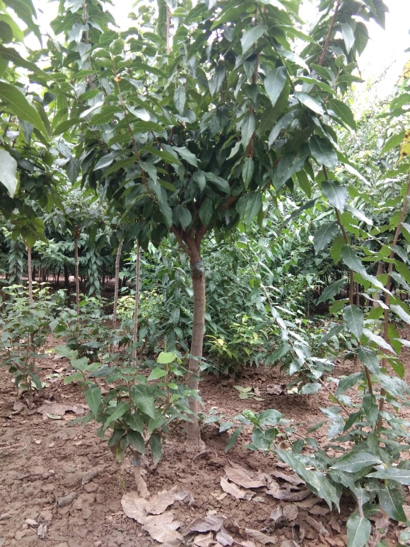 腊梅2-8公分一手货源
