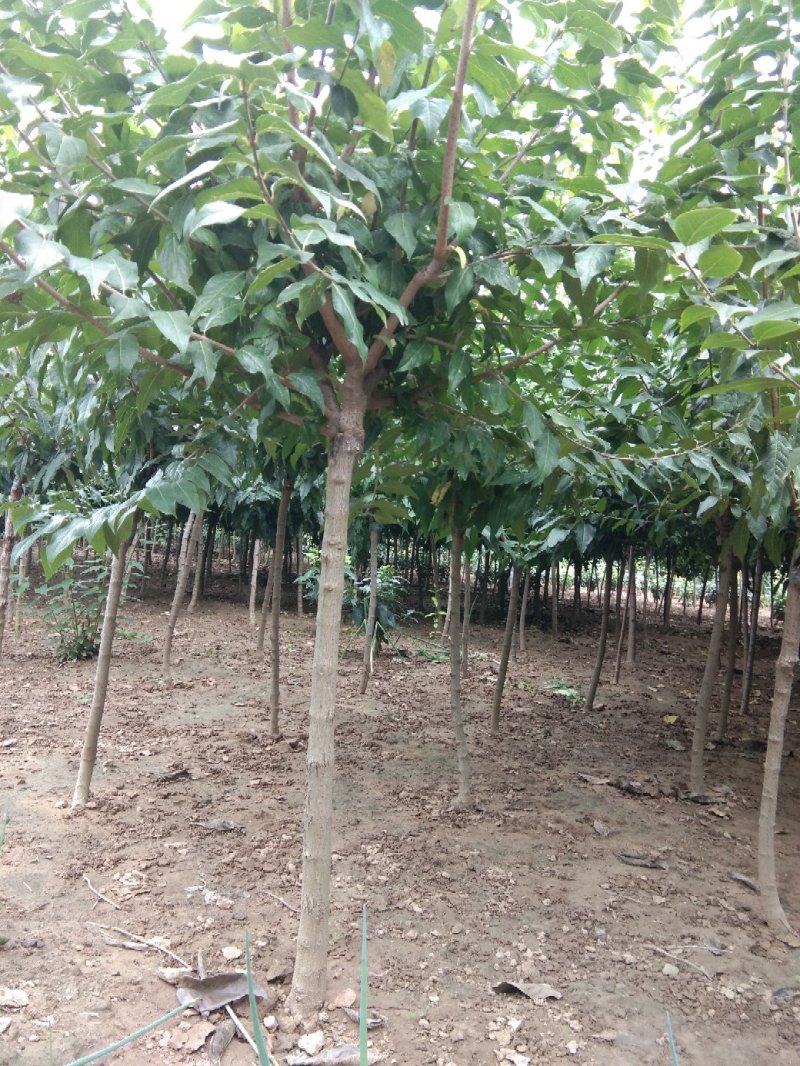 腊梅2-8公分一手货源