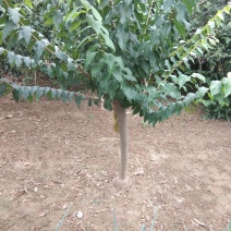 腊梅2-8公分一手货源