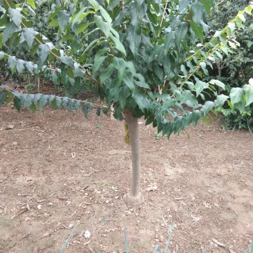 腊梅2-8公分一手货源