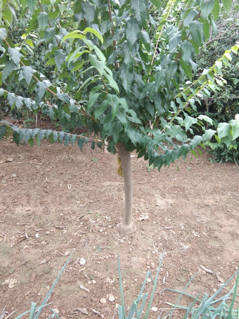 腊梅2-8公分一手货源