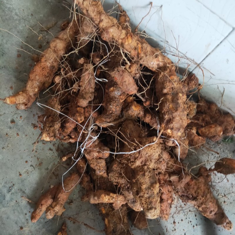 湖南一手野生土茯苓货源