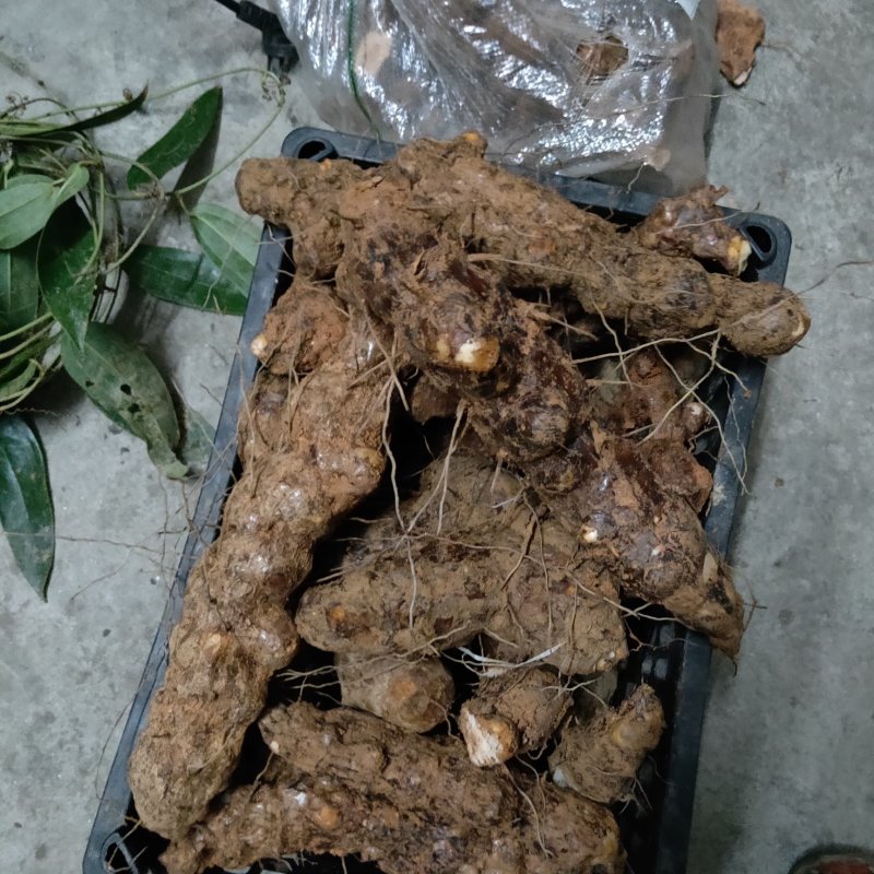 湖南一手野生土茯苓货源