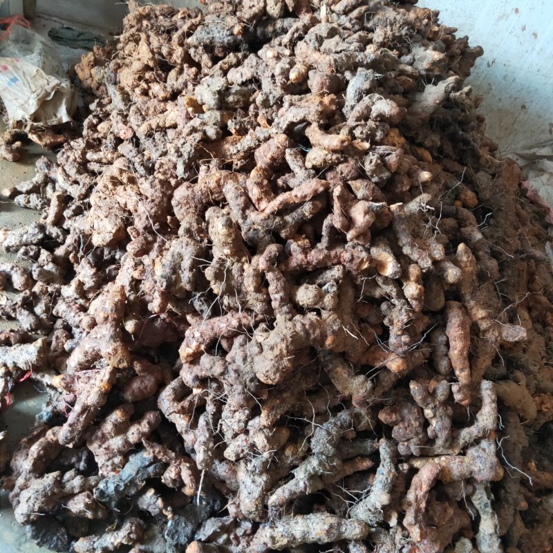 湖南一手野生土茯苓货源