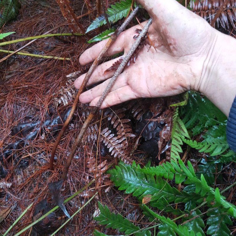 湖南一手野生土茯苓货源