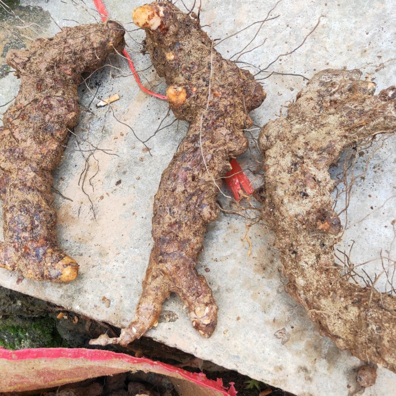 湖南一手野生土茯苓货源