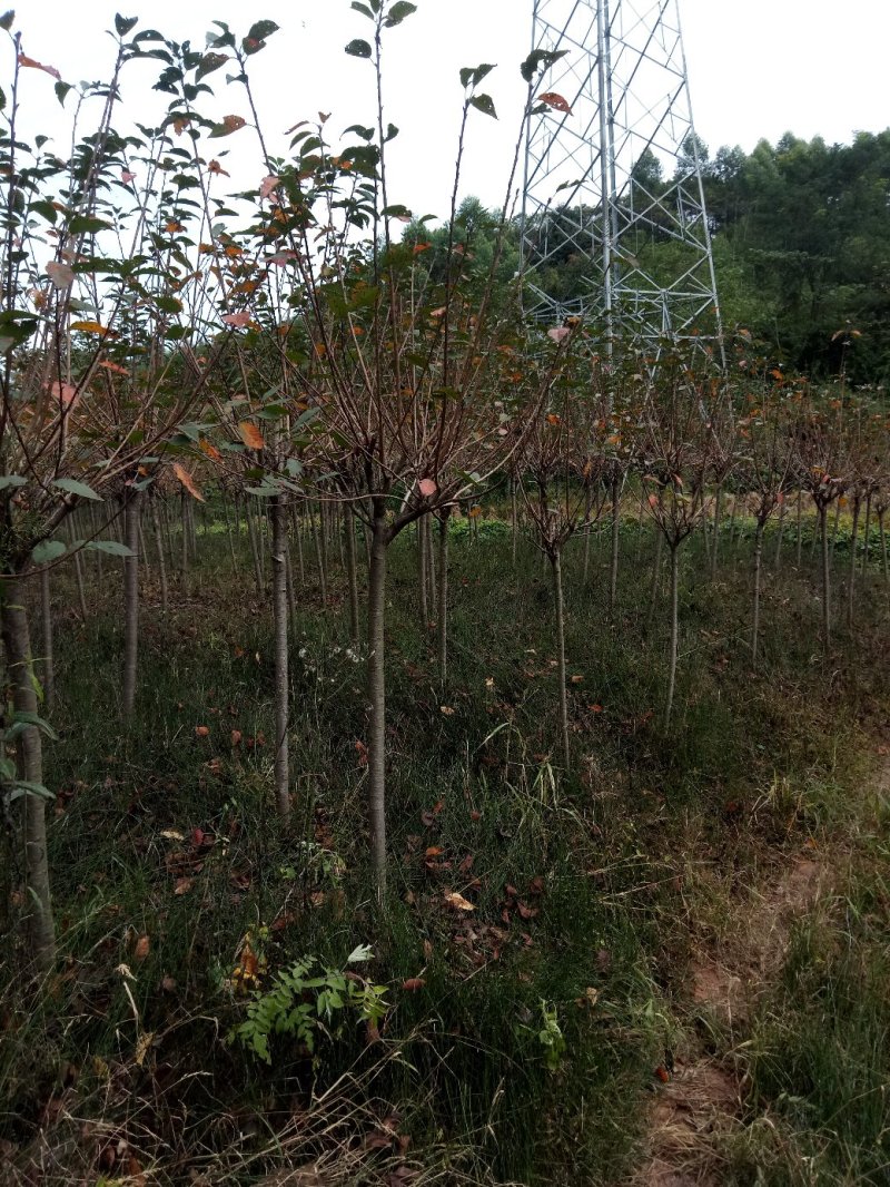 樱花树