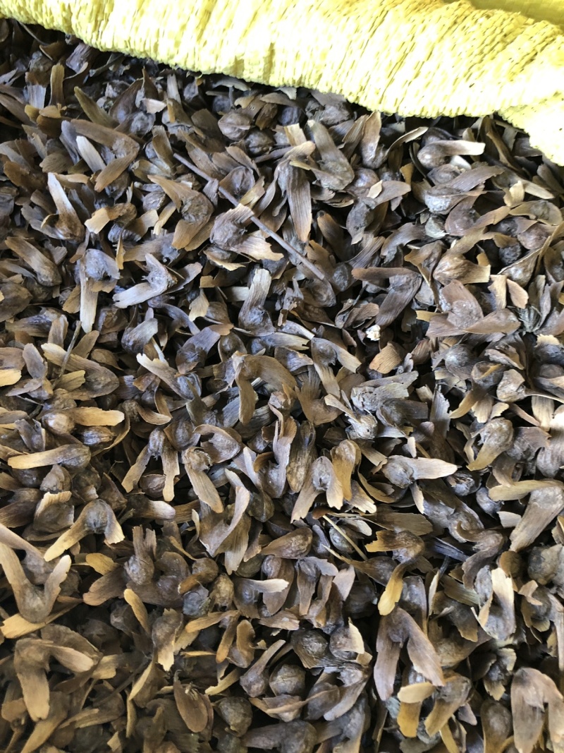 枫杨种子，枫杨树种子，大量批发，量大价优