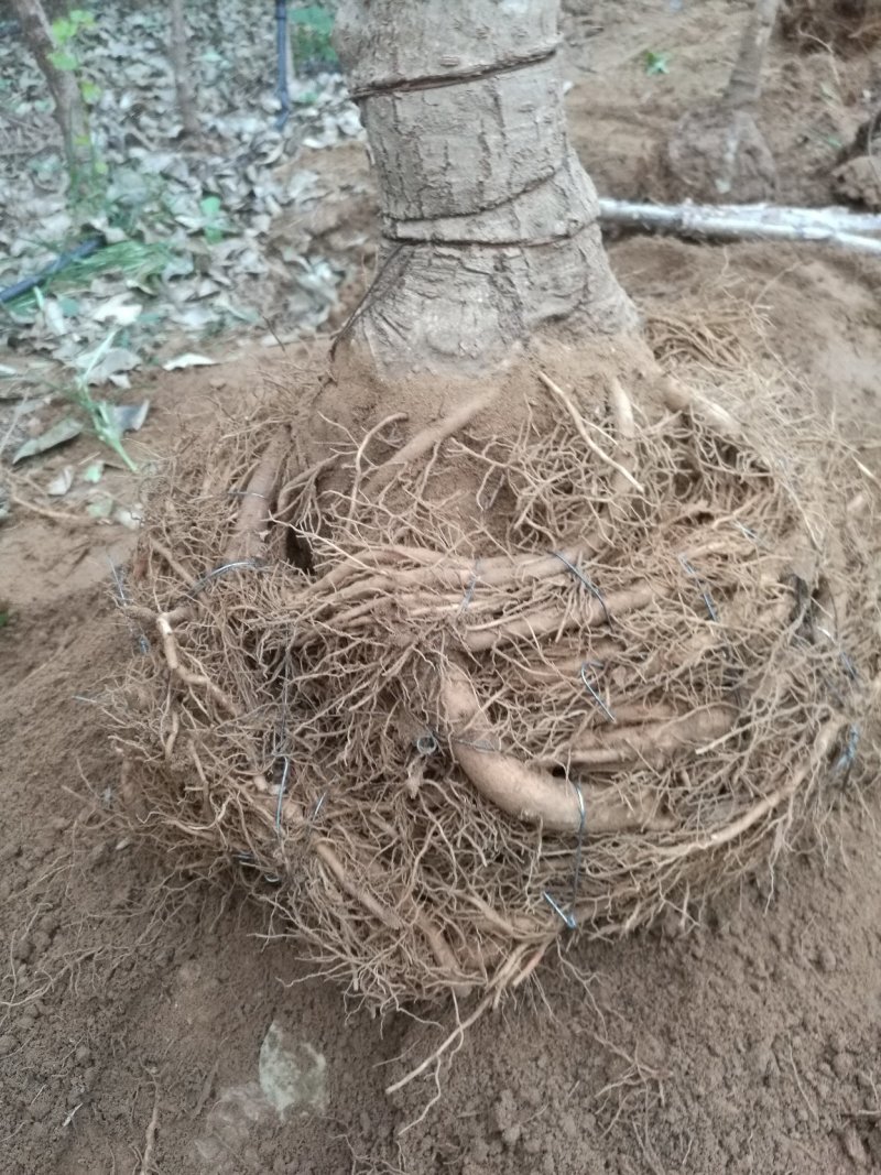 盘根流苏大小规格，山东省日照市莒县