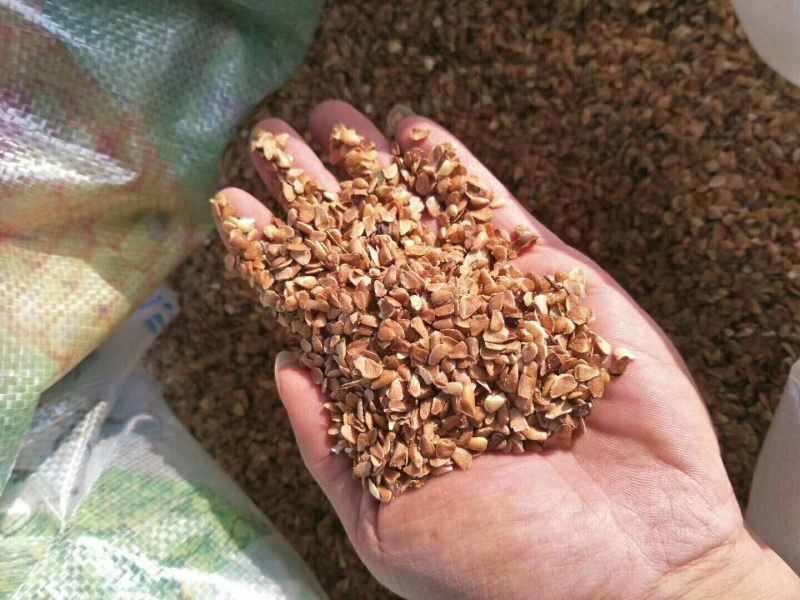 香椿种子，红油香椿种子，春芽菜种子产地直销货源充足