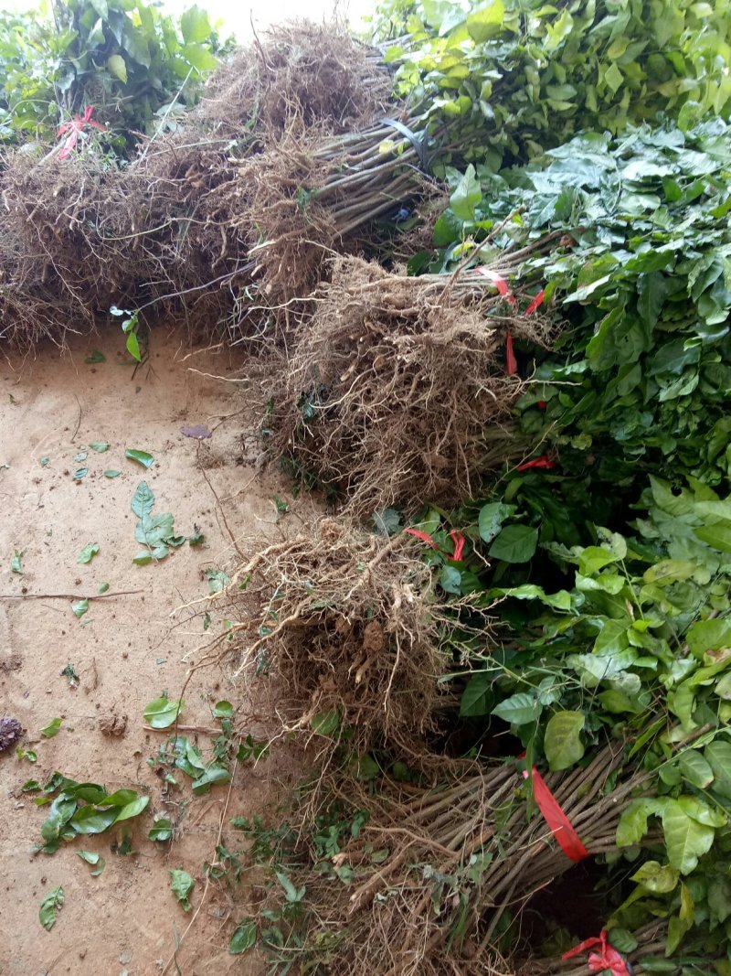 黄皮果苗黄皮果芽苗黄皮果小苗可嫁接黄皮果实生苗