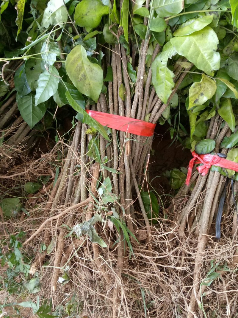 黄皮果苗黄皮果芽苗黄皮果小苗可嫁接黄皮果实生苗