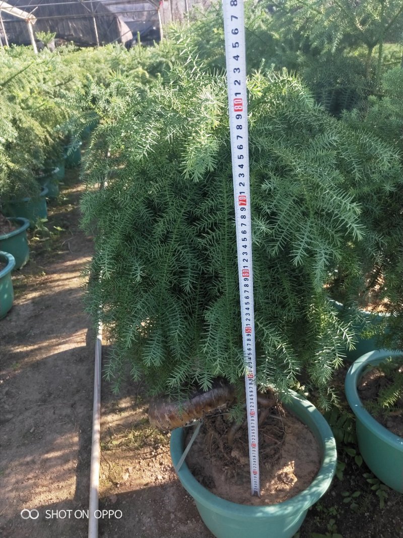 澳洲杉高60到1.2米福建漳州花卉