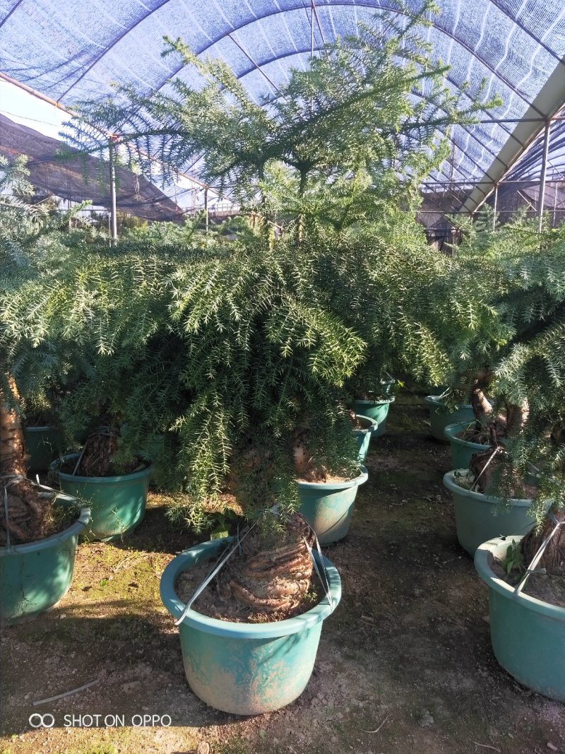 澳洲杉高60到1.2米福建漳州花卉