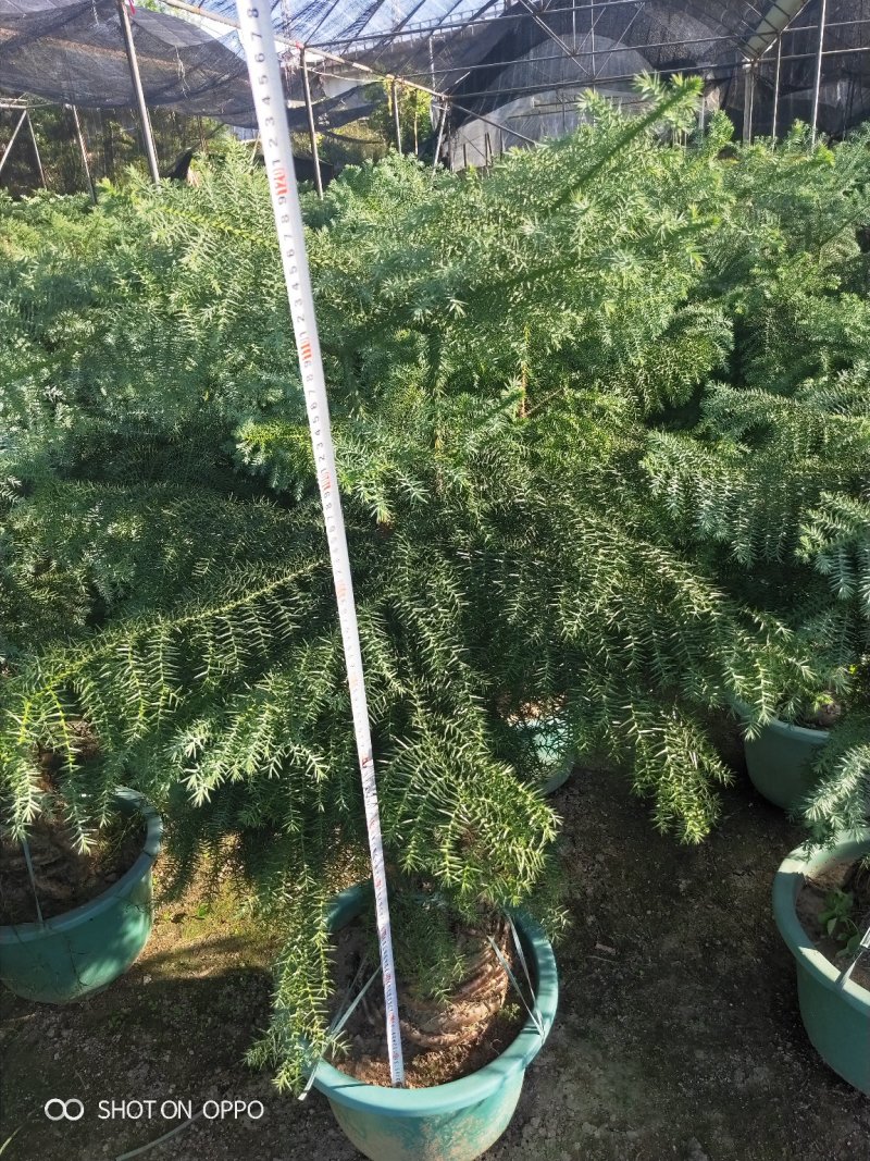 澳洲杉高60到1.2米福建漳州花卉