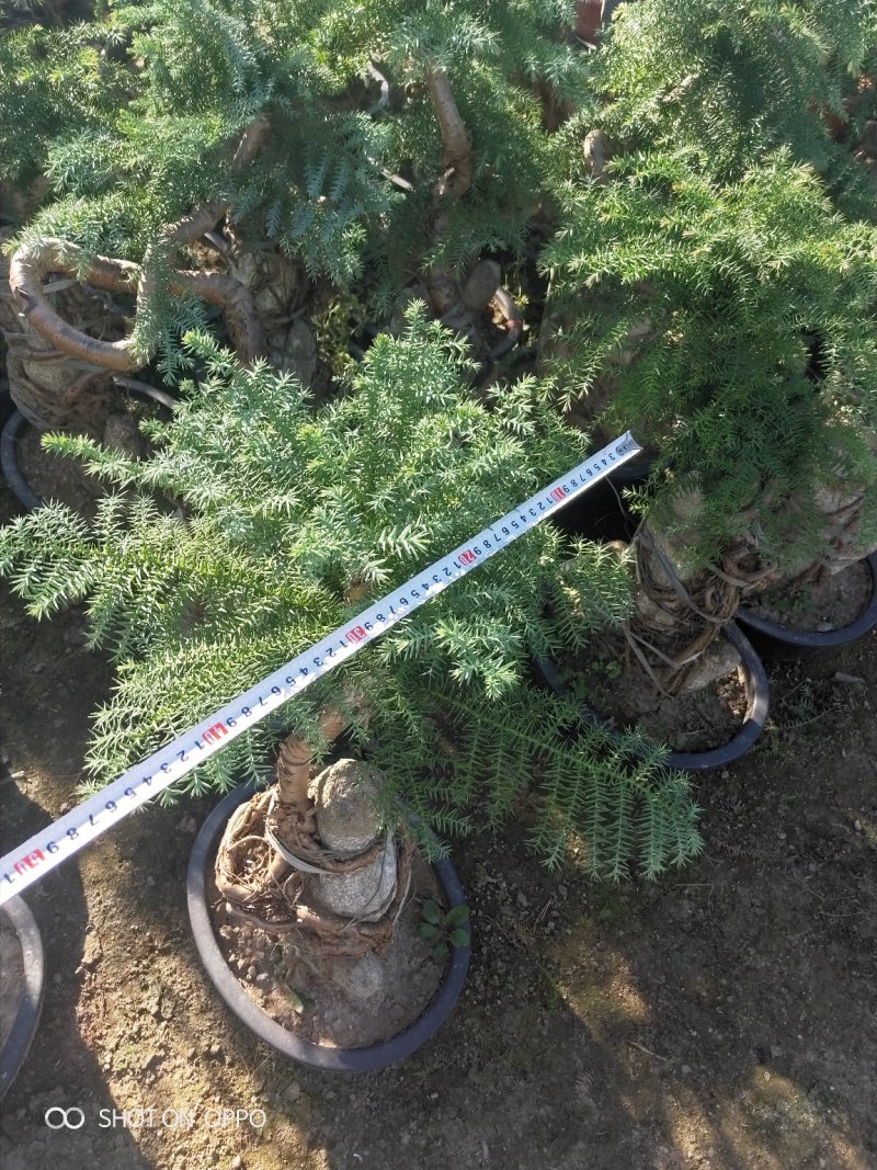 澳洲杉高60到1.2米福建漳州花卉