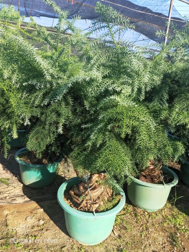澳洲杉高60到1.2米福建漳州花卉