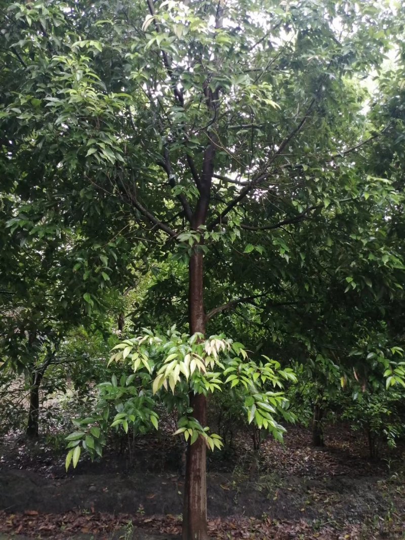 天竺桂，四川省成都市大量出售各种规格天竺桂