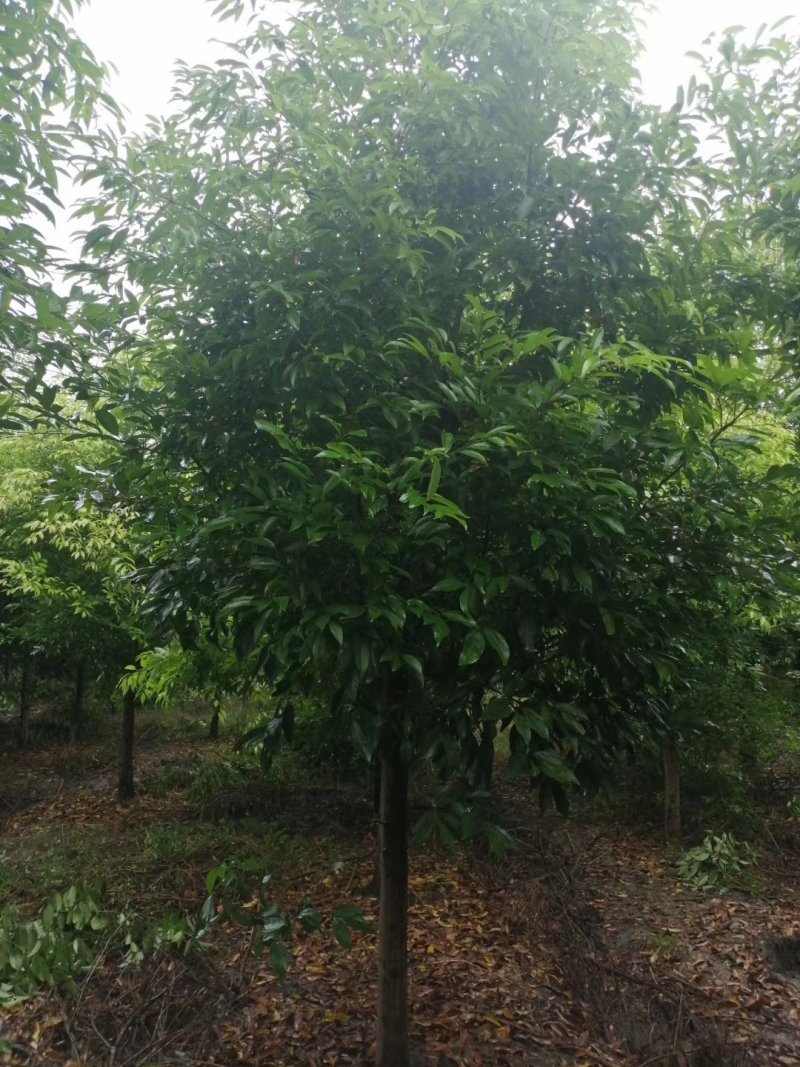 天竺桂，四川省成都市大量出售各种规格天竺桂