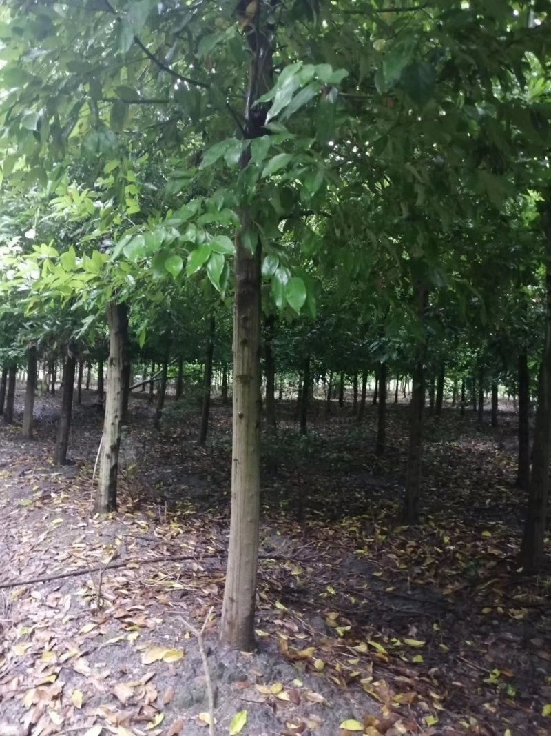 天竺桂，四川省成都市大量出售各种规格天竺桂