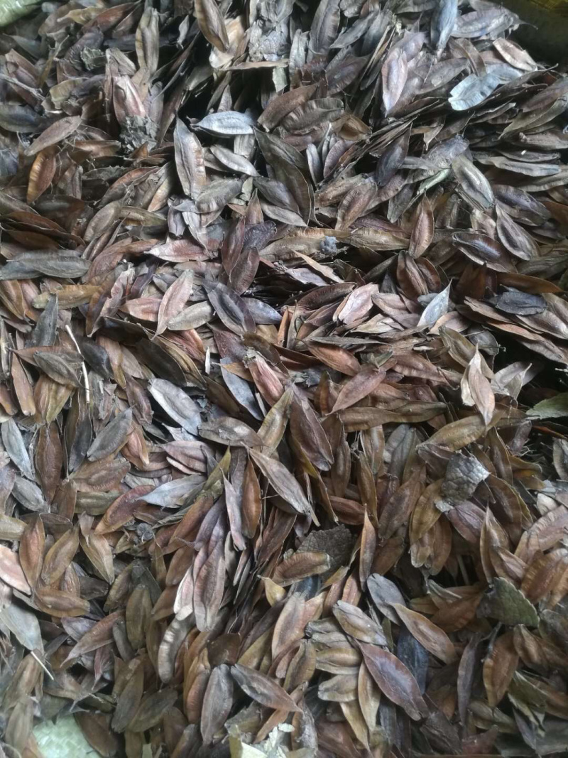 杜仲种子，药材杜仲种子，杜仲树种子，新上市杜仲