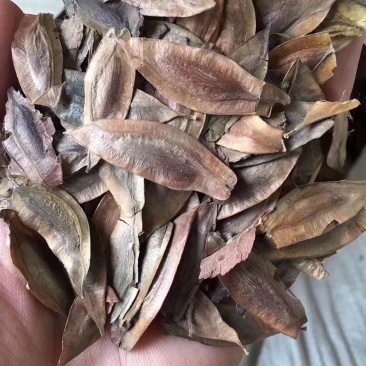 杜仲种子，药材杜仲种子，杜仲树种子，新上市杜仲
