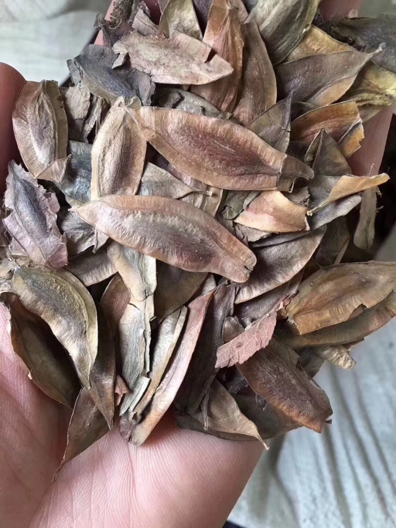 杜仲种子，药材杜仲种子，杜仲树种子，新上市杜仲