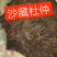 杜仲种子，药材杜仲种子，杜仲树种子，新上市杜仲