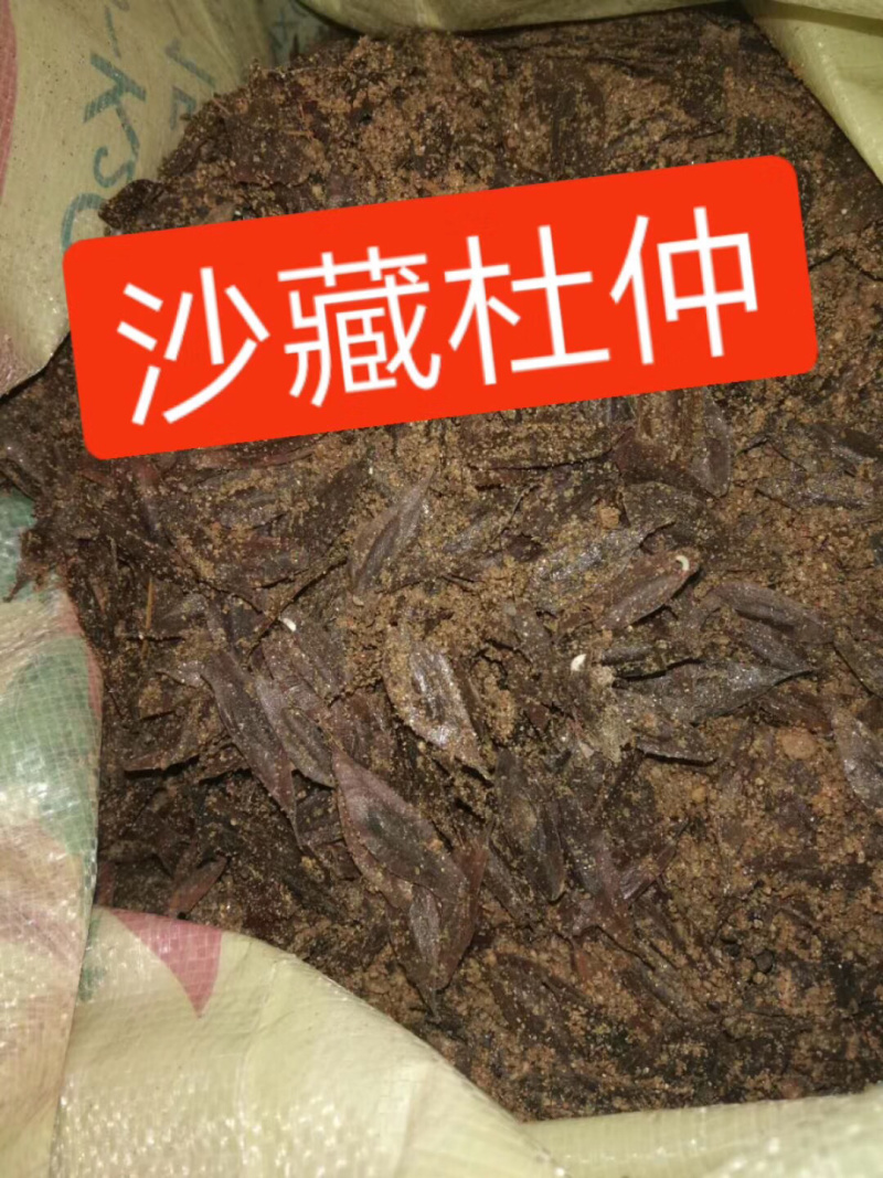 杜仲种子，药材杜仲种子，杜仲树种子，新上市杜仲