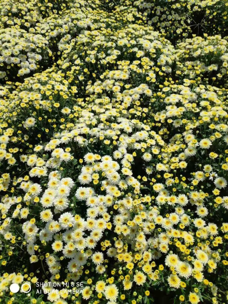 菊花茶，