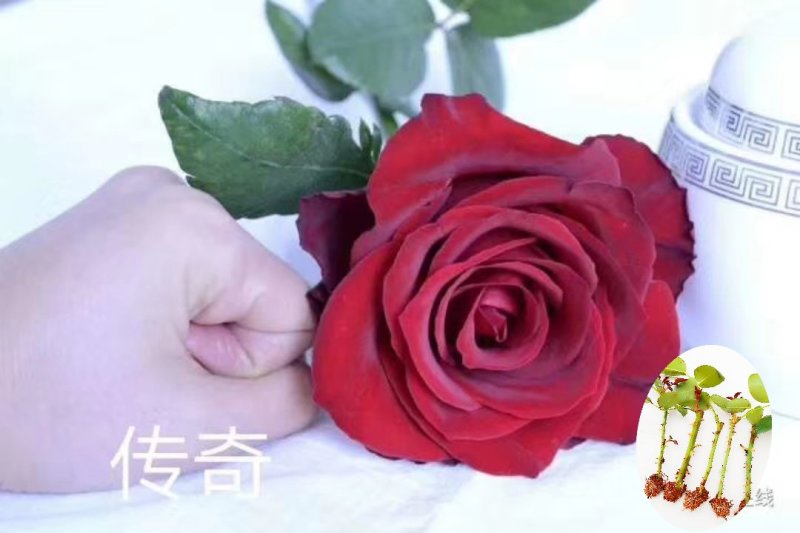 月季苗传奇花卉种苗云南昆明基地供应常年供应花卉种苗