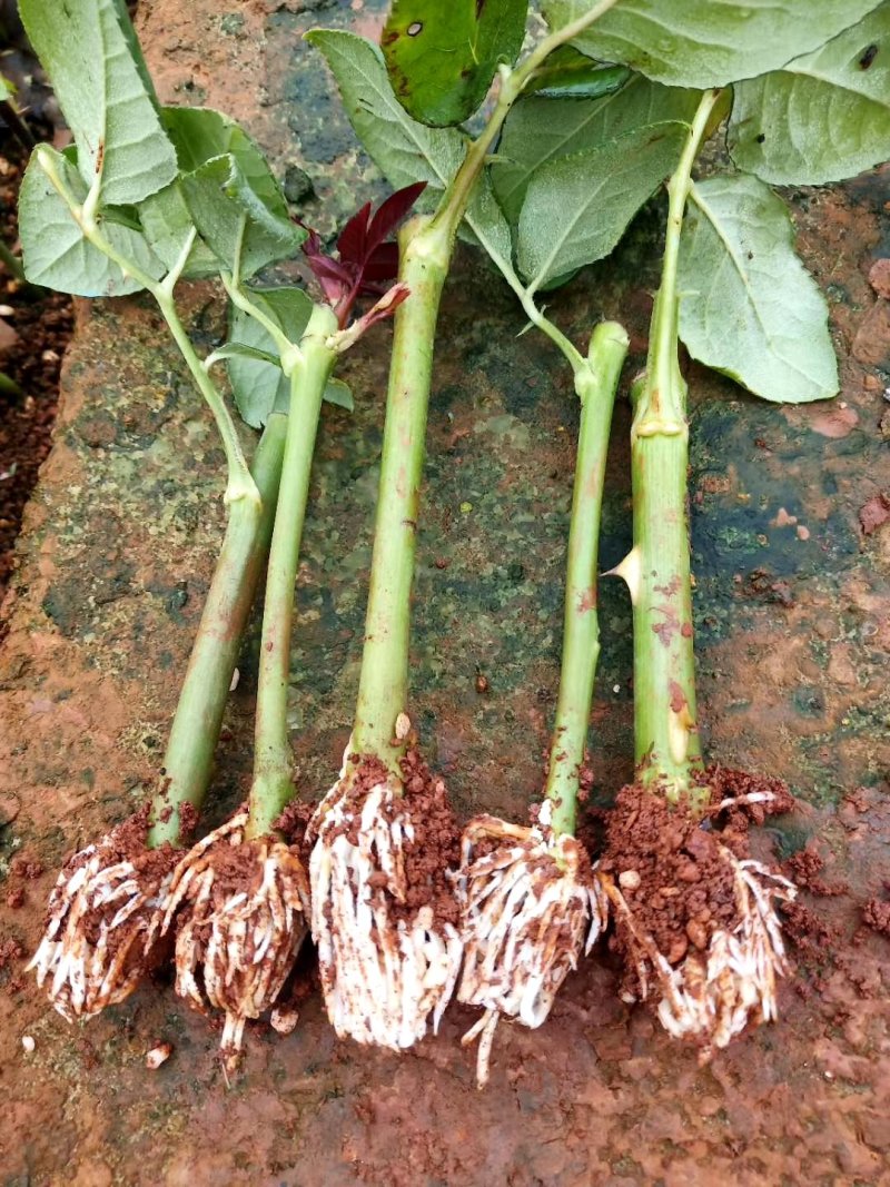 月季苗传奇花卉种苗云南昆明基地供应常年供应花卉种苗