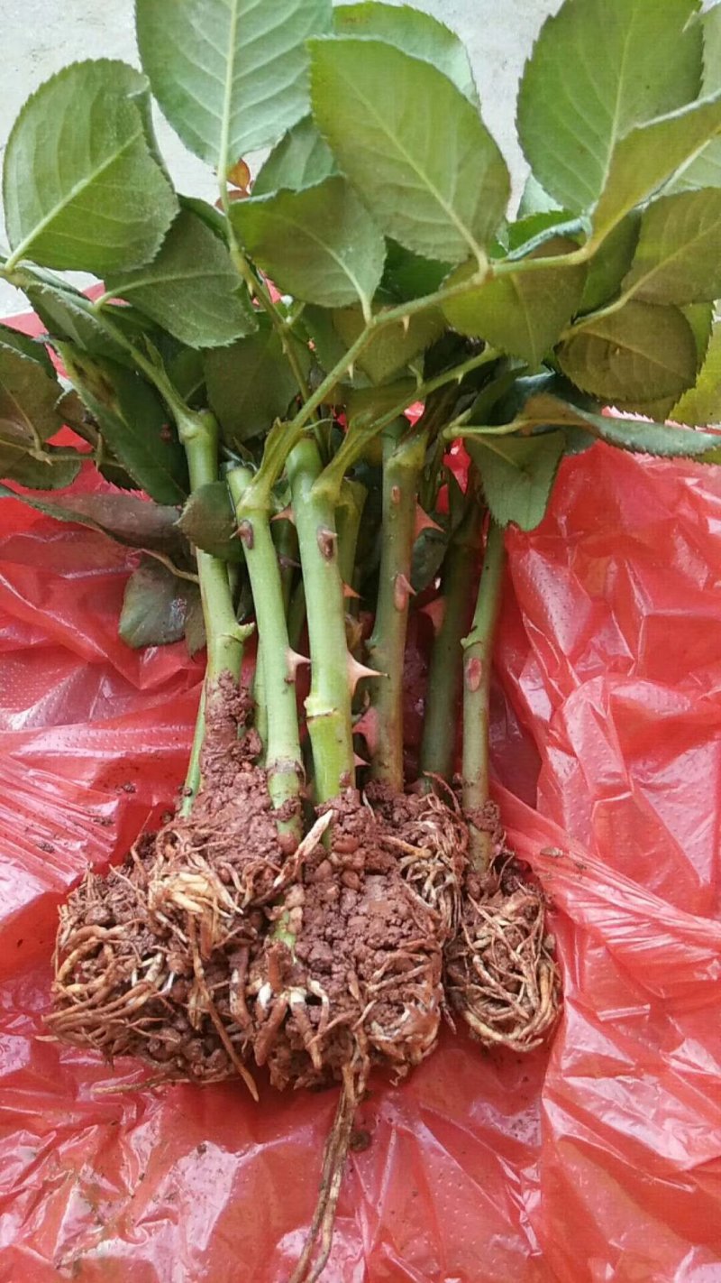 月季苗传奇花卉种苗云南昆明基地供应常年供应花卉种苗