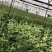 月季苗传奇花卉种苗云南昆明基地供应常年供应花卉种苗