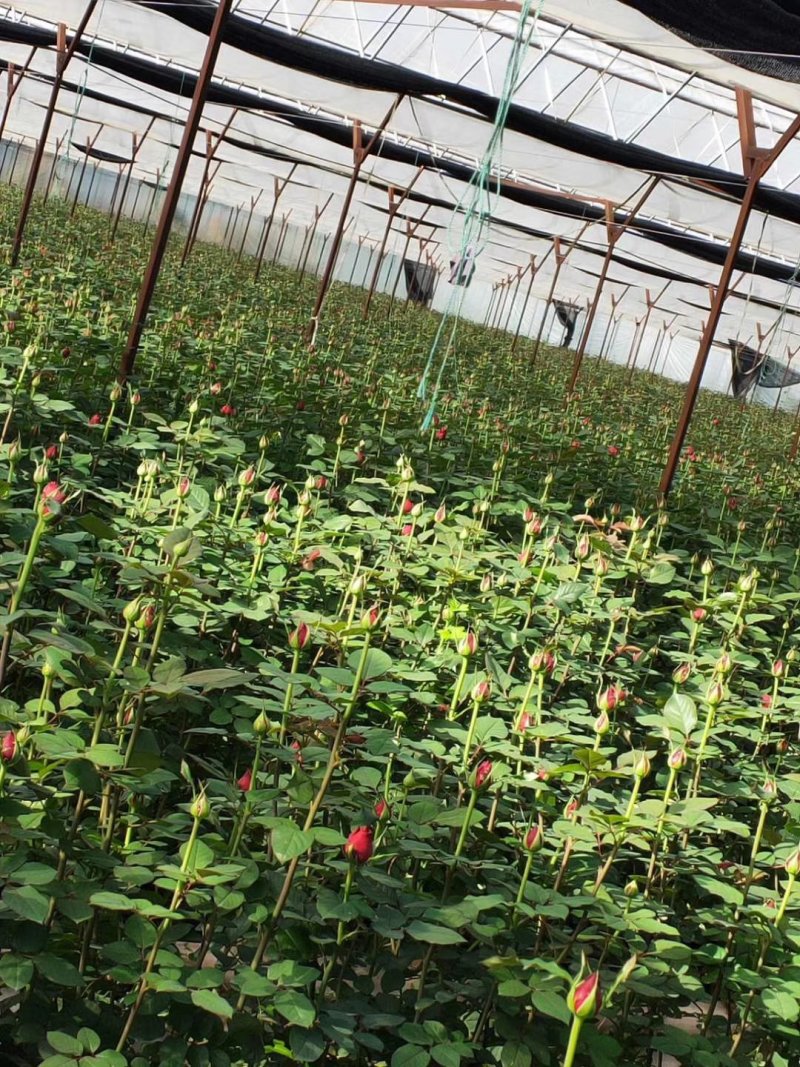 月季苗传奇花卉种苗云南昆明基地供应常年供应花卉种苗