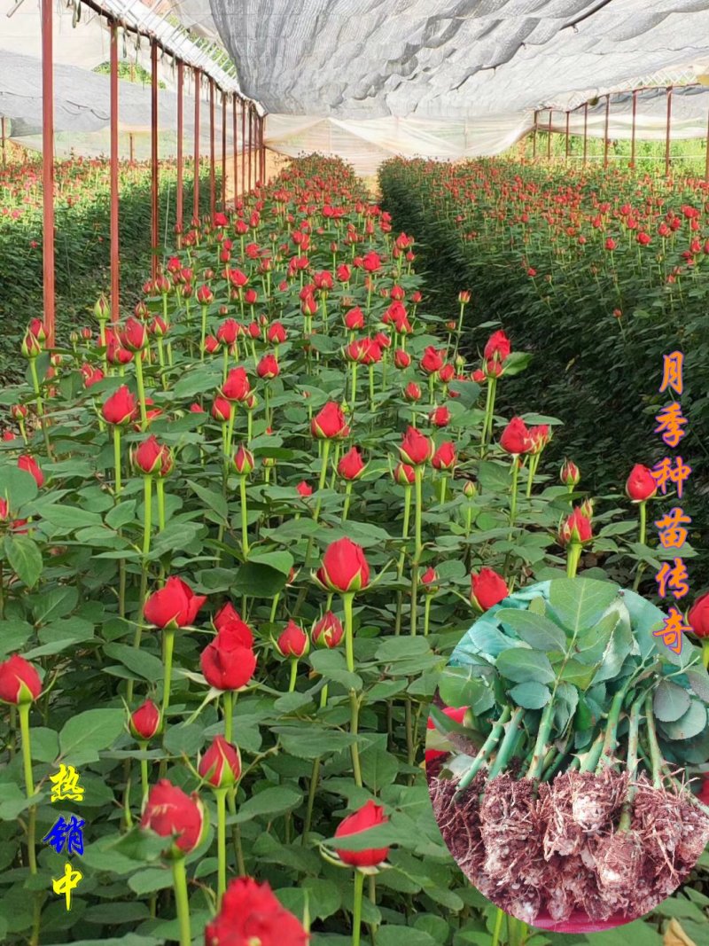 月季苗传奇花卉种苗云南昆明基地供应常年供应花卉种苗