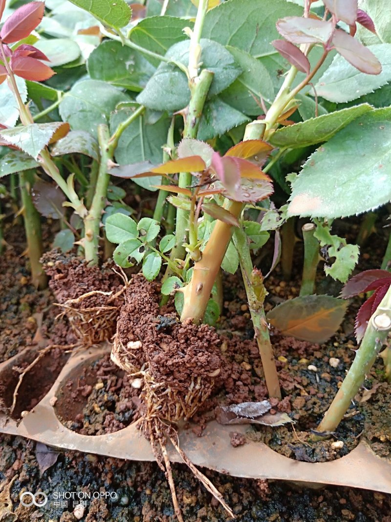 月季苗传奇花卉种苗云南昆明基地供应常年供应花卉种苗