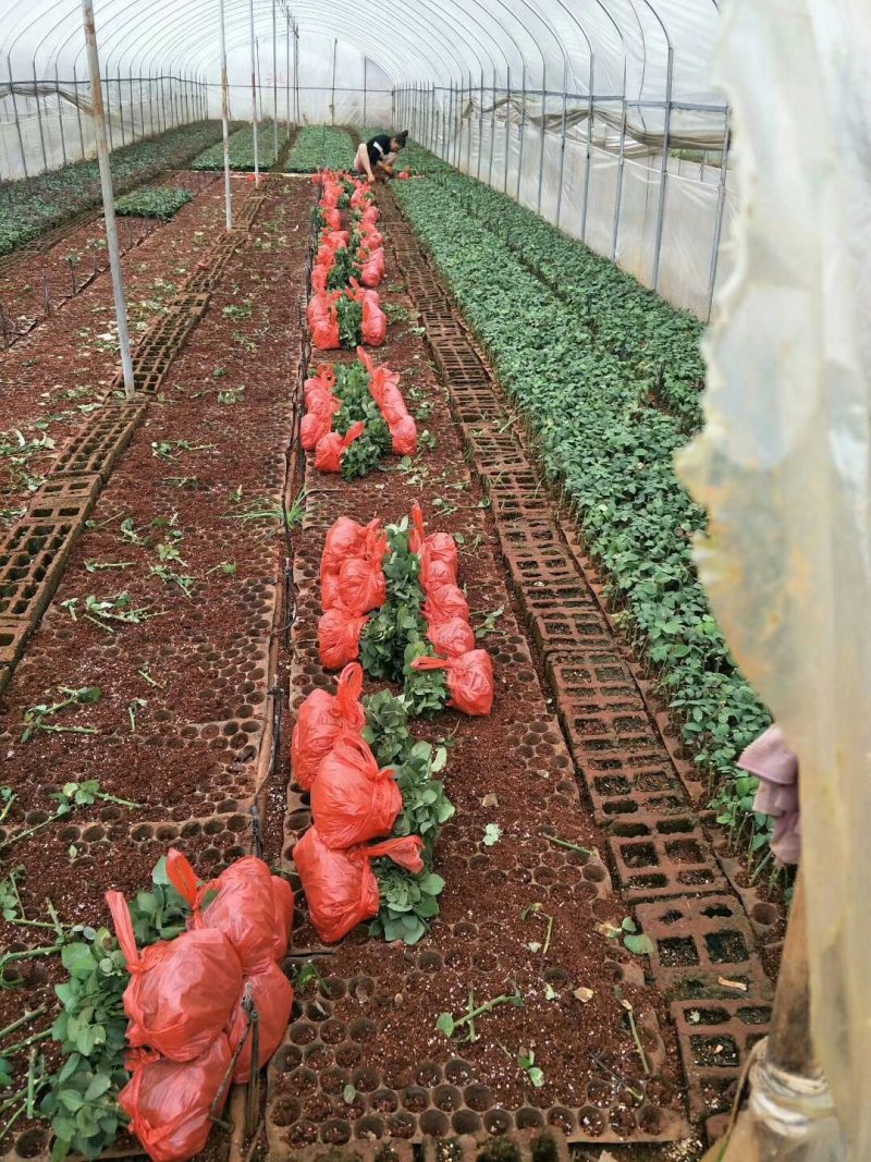 月季苗传奇花卉种苗云南昆明基地供应常年供应花卉种苗