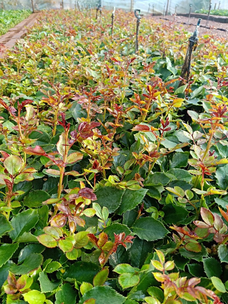 月季苗传奇花卉种苗云南昆明基地供应常年供应花卉种苗