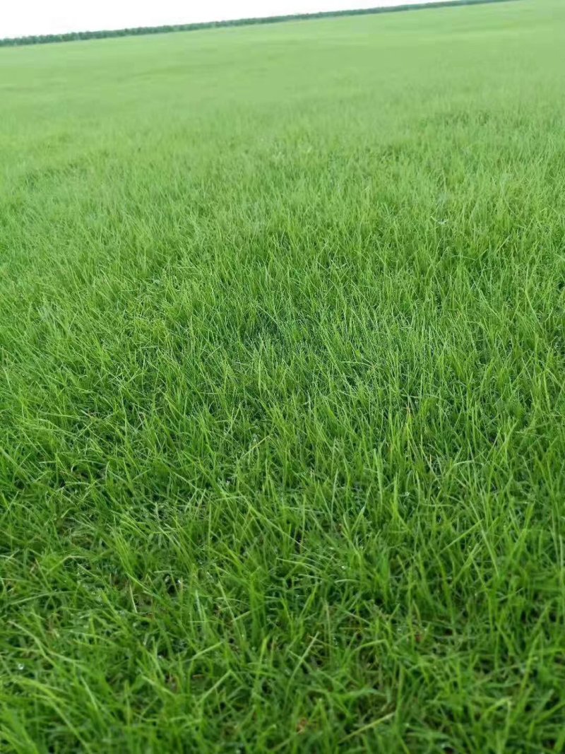 汝州基地直销各种草坪