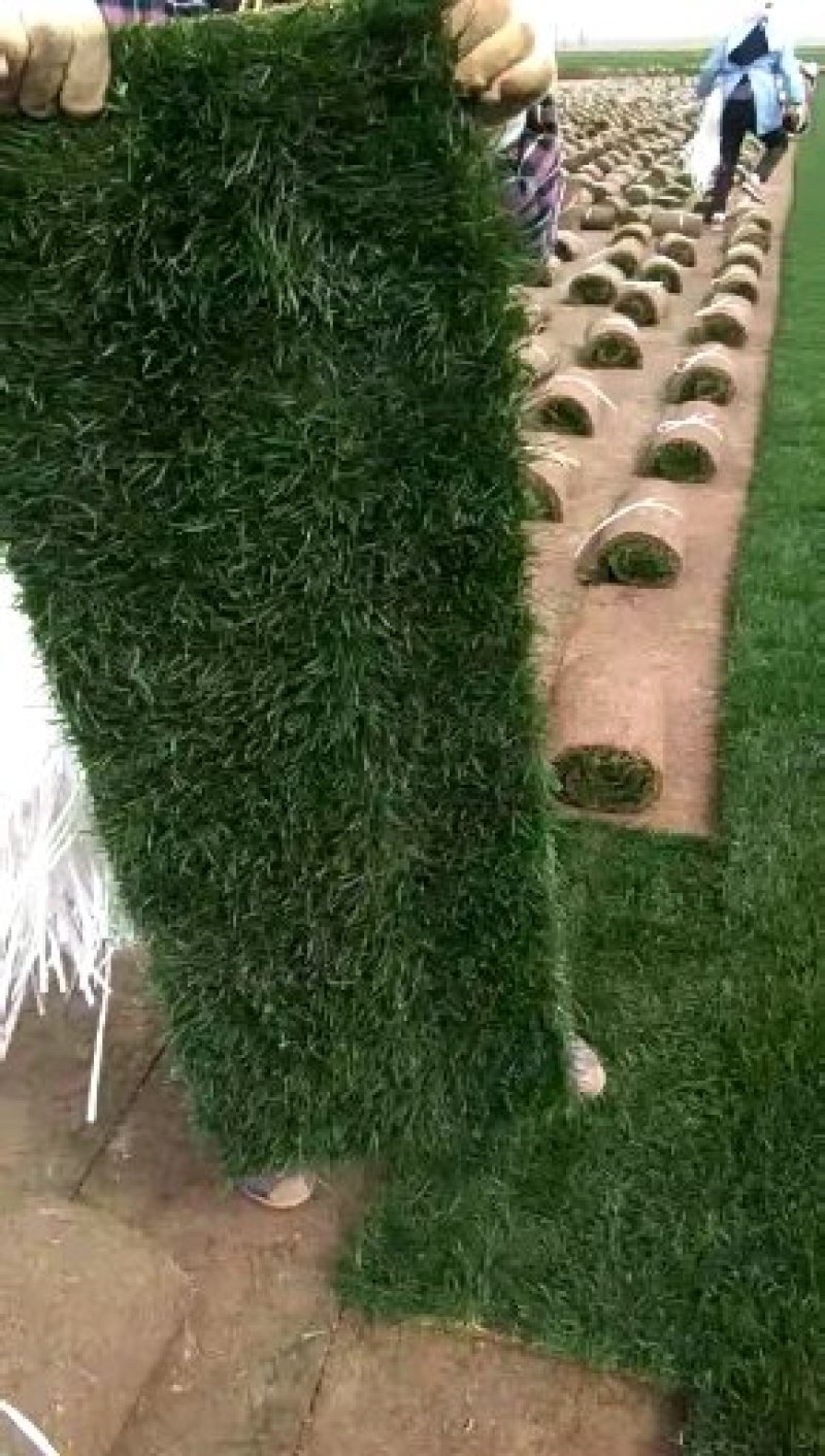 汝州基地直销各种草坪