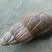 玛瑙蜗牛种牛销售